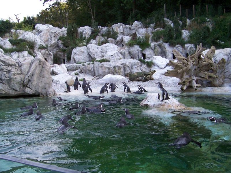 A bécsi állatkert pingvinjei